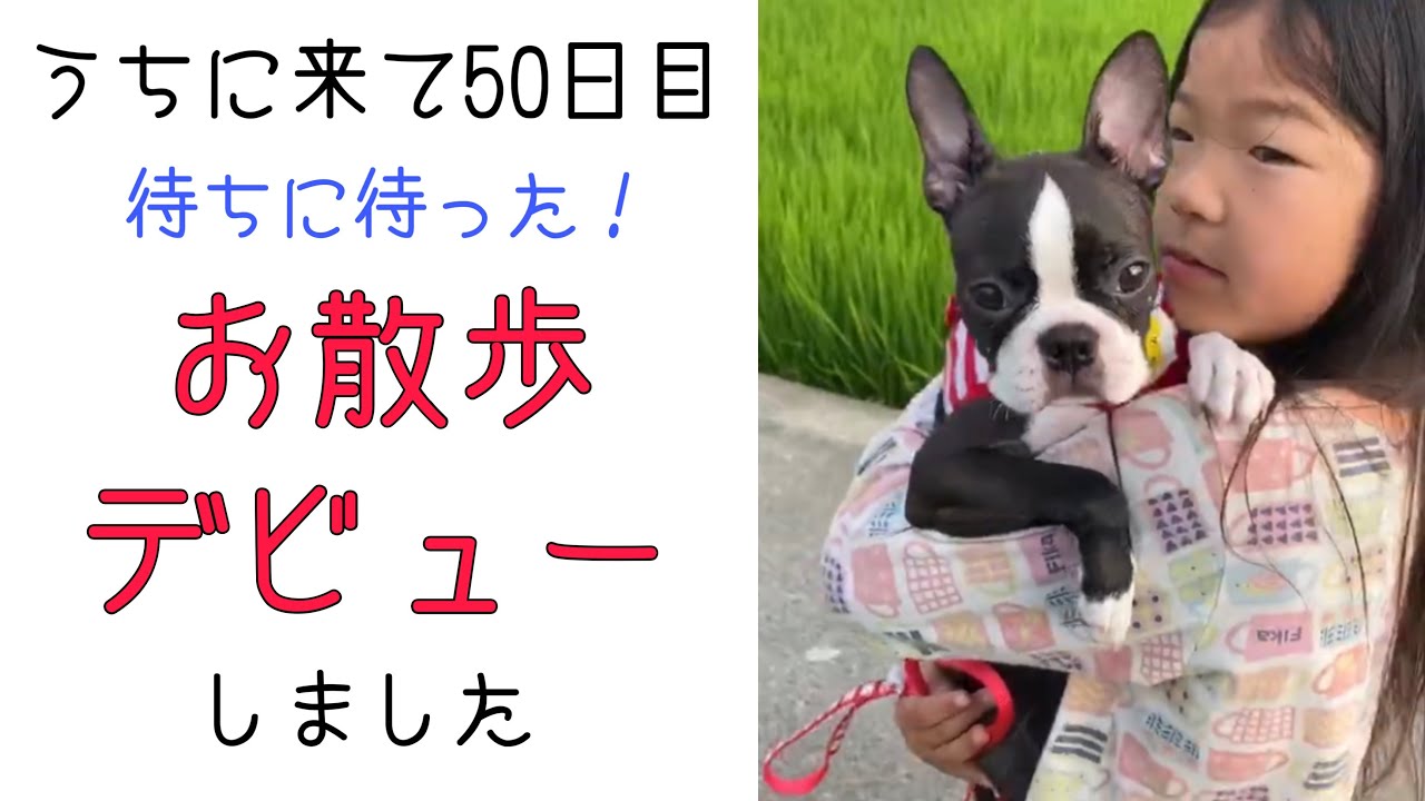 子犬お散歩デビュー ボストンテリアのレアちゃん ついに初めてのお散歩 歩いてくれるのでしょうか Bostonterrier Youtube 子犬お散歩デビュー ボストンテリアのレアちゃん ついに初めてのお散歩 歩いてくれるのでしょうか Bostonterrier Youtube