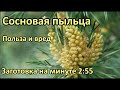 Заготовка сосновой пыльцы. Польза и вред.