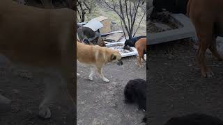 LÜTFEN ABONE OLUN #dogs #dogshorts #youtube #dog #doglover #youtubeshorts #pets #viral Resimi