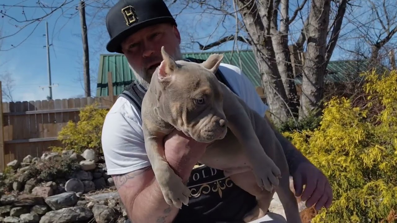 Продаются щенки, есть девочка и мальчик.