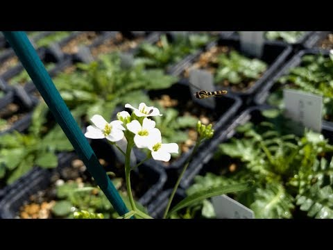 Video: Enkeltværks GWAS Kombineret Med Bulk-segregant Analyse Muliggør Hurtig Identifikation Og Bekræftelse Af SNP'er For Planthøjde