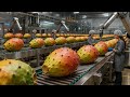 Inside the Prickly Pear Processing Plant: The Journey From Harvest to Premium Products(Full Process)