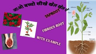 Types of Root।। Types Of Root Class3।।Taproot With Examples।।