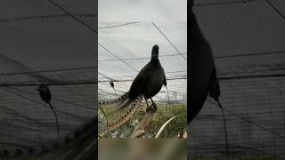 Bu Kuş Tüm Sesleri Taklit Edebiliyor 🐦