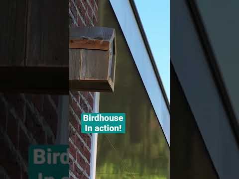 Video: Budou posměváčci hnízdit v ptačí budce?