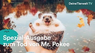 Spezial-Ausgabe Instagram-Igel Mr. Pokee Ist Tot
