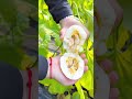 Slicing into a fresh [Fruit Name🍈🍇🍑🍠🥔🍎🍉#fruit #plate #vegetables #food