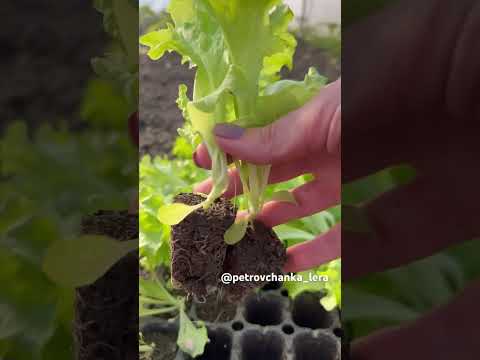 Салат 🥬 высадим