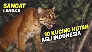 HAMPIR PUNAH! 10 JENIS KUCING HUTAN ASLI INDONESIA! Ada Kucing Emas, Macan Dahan, Harimau