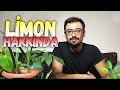 Limon Fidanı Hakkında Bilgi | Çimlendirme, Aşılama, Budama, Bakımı