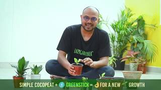 How To Plant Saplings | Best Tips for Repotting New Plants