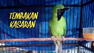 MASTERAN CUCAK IJO NGENTROK FULL TEMBAKAN KASAR