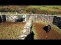 Touro Semental JAF 384 Retirado Das Vacas - Ilha Terceira Açores