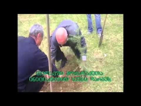 თელავში მოქალაქეებმა საკუთარი ინიციატივით ხეები დარგეს