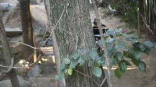 20100124 HV-10 知多ショートダウンヒル3回戦 再編集.mp4