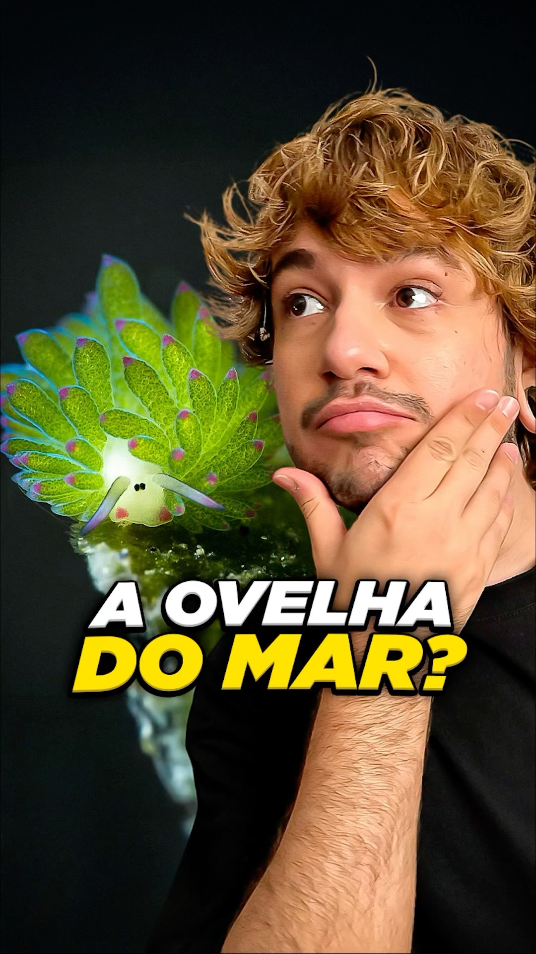 ovelha do mar? #livedobrino #humor #MundinhoBrino