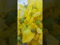 taroi ke phool ki sabji