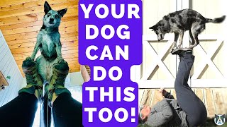 Foot Stall: Teach Your Dog this Amazing Trick (Disc Dog)