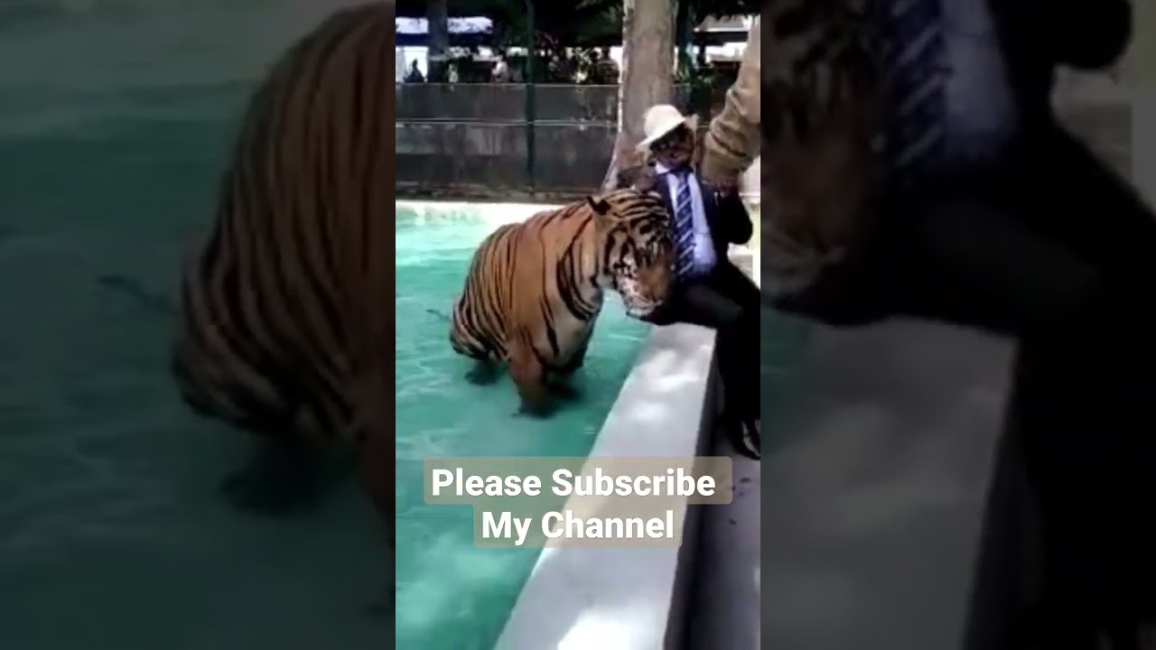 Tiger K Sath Masti 