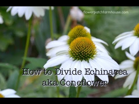 Divide Echinacea to Propagate aka Coneflower (simple way to get more)