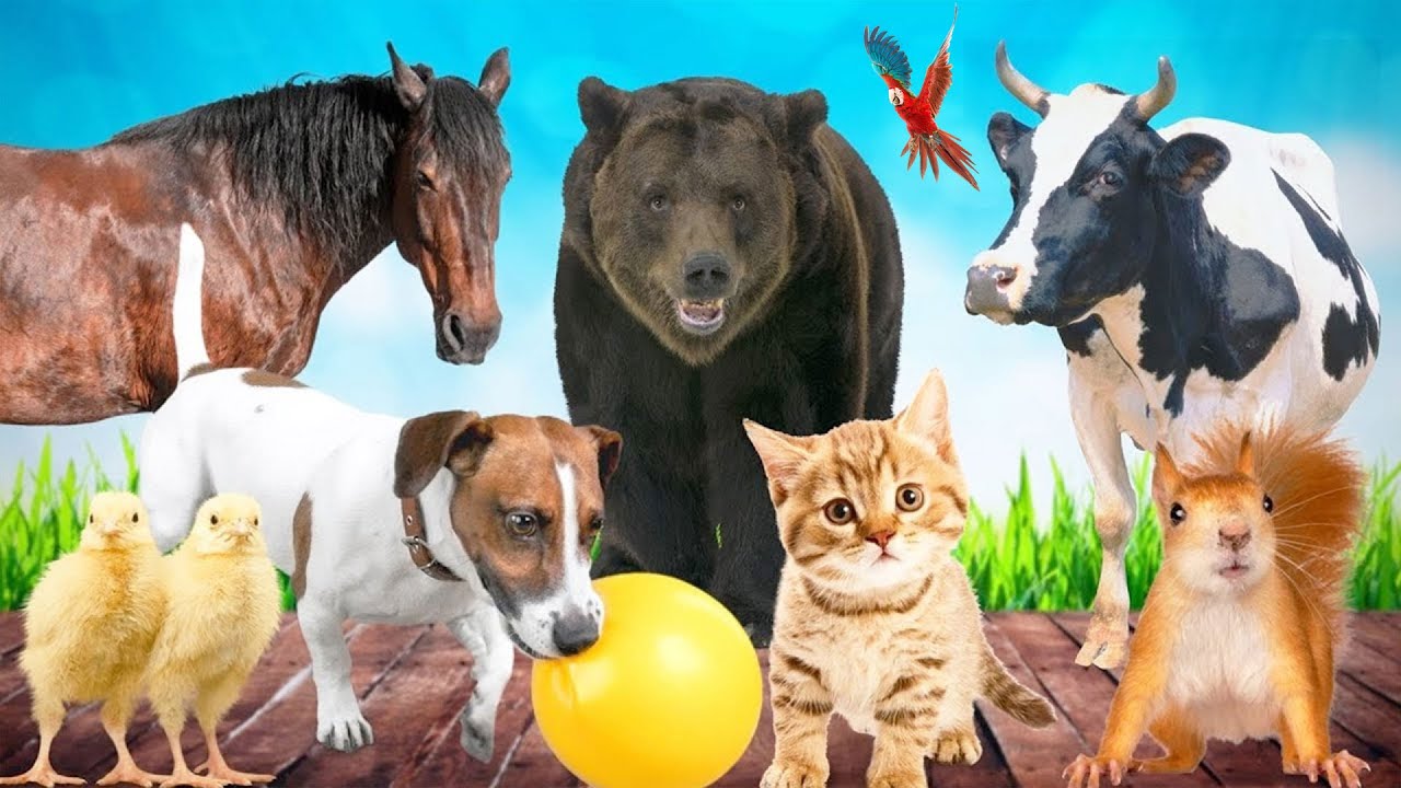 Calming Nature Sounds with Naughty Farm Animal Moments: Horse, Bear, Cow