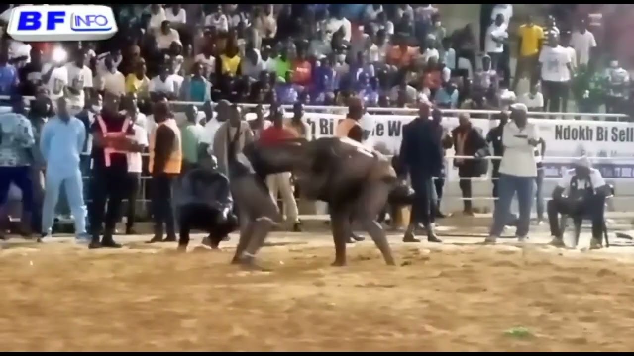 sélection lutte avec frappe. 💪💪