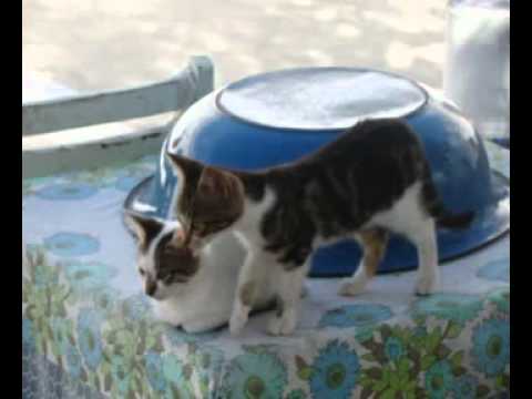 Vidéo: Cat Sanctuary Embauche Un Gardien Pour S'occuper De 55 Chats Sur Une île Grecque