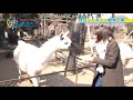 Ueda Reina 上田 麗奈 Ueshima ラマ llama 動物園