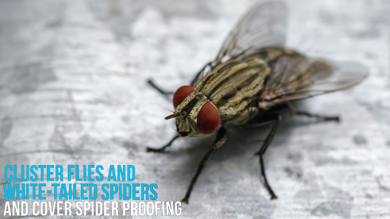 youtube-video-thumbnail