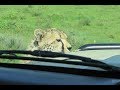 Cheetah "Attacks" Land Cruiser