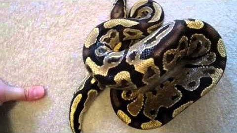 Ball Python Breeding Season 2011/2012