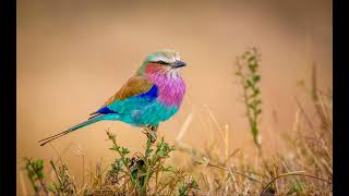 06   Bizanslı Dilber