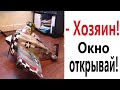 Лютые приколы! КОТ ПРОТИВ САМОЛЕТА!!! Тест на психику! Попробуй не засмеяться! – Domi Show!