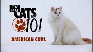 Американский кёрл 101kote.ru American curl 101cats