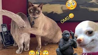 Funny Cats And Dogs Videos 😁 - Best Funny Animal Videos 2024 🥰Part 158 @petcollective