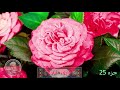  جزء 25 من المصحف المجود كاملا للشيخ المنشاوي