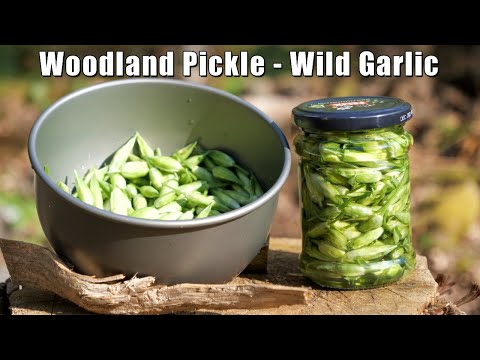 Making Pickled Wild Garlic (Ransoms) in a Woodland