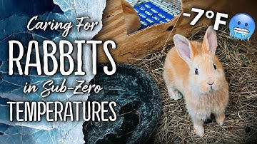 Outdoor Rabbit Hutches & Freezing Temperatures - Homestead Meat Rabbits ❄️🐇