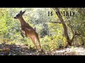 Wildlife / Animals / Jaguar, Cougar, Onza, Bobcat, Eagle, Javelina, Coyote, Bear, Deer/ Trail Cam 50