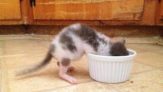 A kitten's cry from his backyard, she was abandoned by her mom cat by TinyPaws 1,004 views 7 days ago 1 minute, 48 seconds