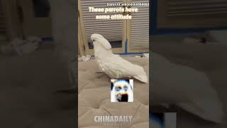 These parrots have some attitude