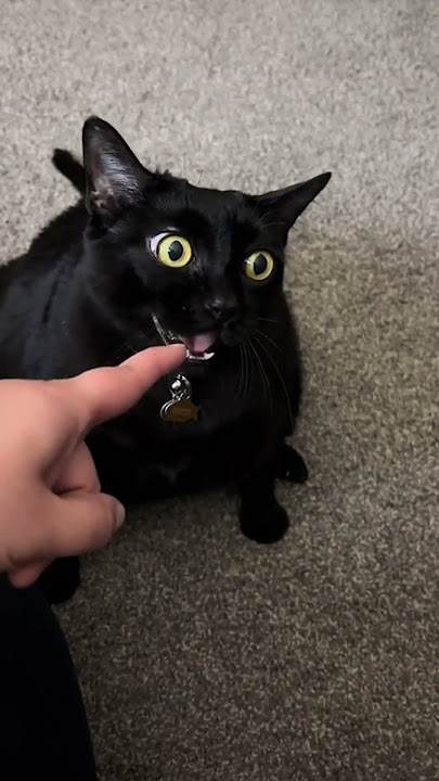 Cat Reacts Hilariously After Biting Pet Parents Finger
