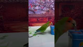Bird Training  Smart Lovebird Parrot  Smart Little Cute Parrot #Training #Smartparrot #Cute 3