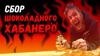 Перец шоколадный хабанеро: мы вырастили шоколадную бомбу #habanero #жгучийперец #хабанеро