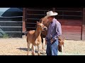 Touching a Foal that "can't" be Touched