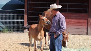 Touching a Foal that 'can't' be Touched