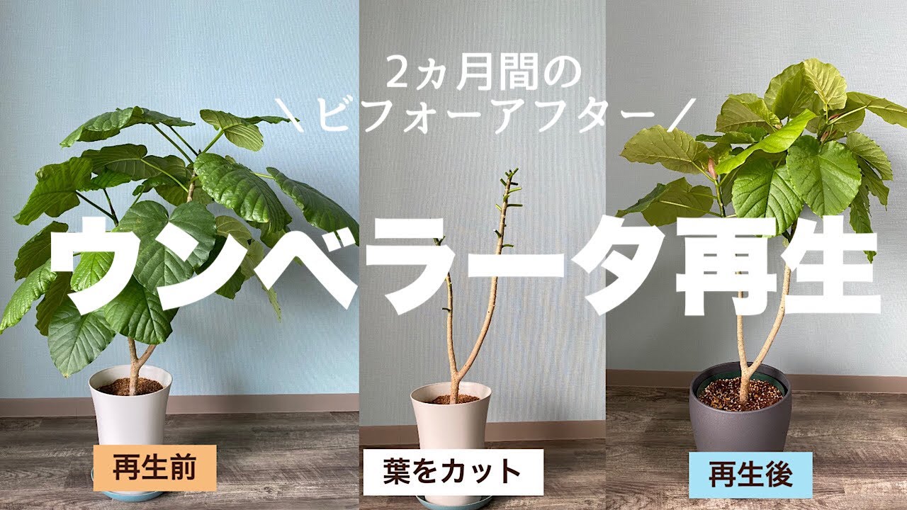 ウンベラータ 斑入り 参考 親株 カット状況 ウンベラータの再生＊剪定③〜2カ月間のビフォーアフター - YouTube