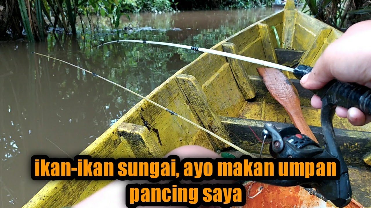 Ikan-Ikan Sungai, Ayo Makan Umpan Pancing saya 