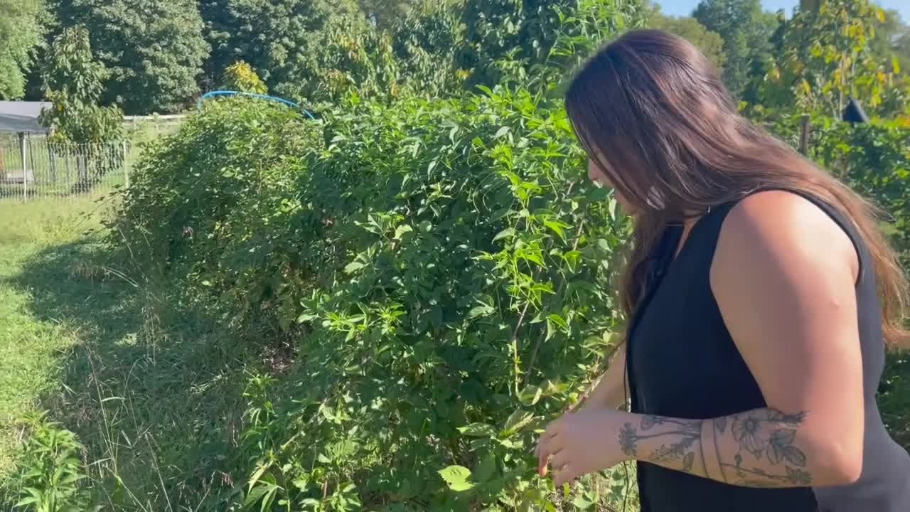 The Uses of the Passion Flower YouTube