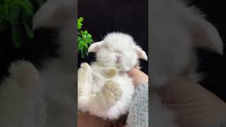 😍😍😍 Hilarious Chaos Lop Eared Rabbit Babies Confuse Their Way Into Your Heart! ❤️😍😍